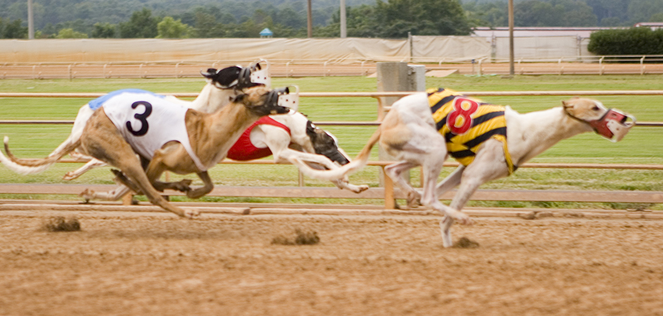 dog_racing_about_us